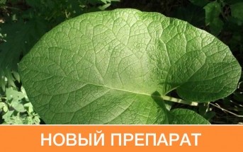 Пермские ученые разработали препарат от диабета из листьев лопуха