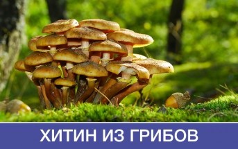 На Алтае создали ранозаживляющую повязку из грибов