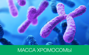 «Необъяснимая масса»: ученые впервые взвесили хромосому